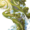 Small