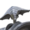 Small