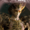 Small