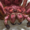 Small