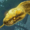 Small
