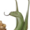Small