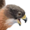 Small