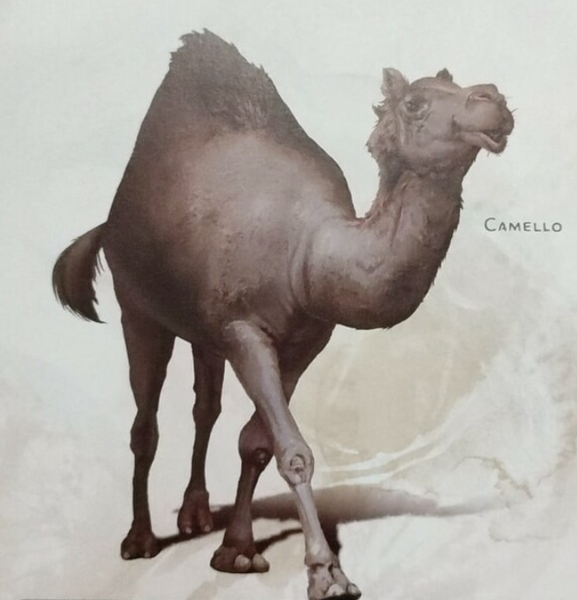 Medium