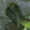 Small