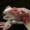 Small