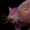 Small