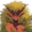 Small