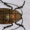 Small